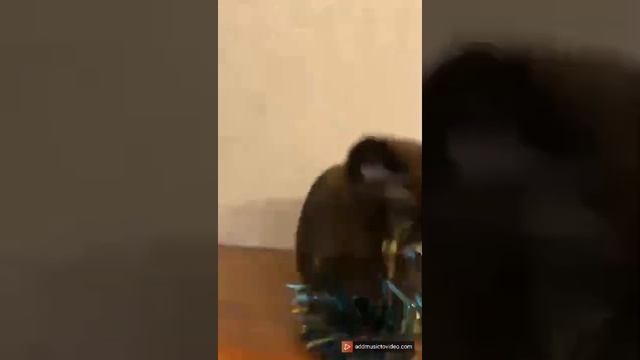 Граф смотреть онлайн