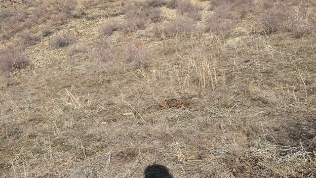 Кабги шикори Таджикистана смотреть онлайн