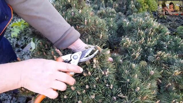 Как формировать компактную сосну для небольшого участка. смотреть онлайн