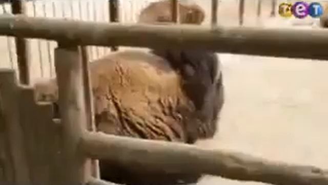 Лёша в зоопарке смотреть онлайн