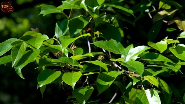 5 Tipos de Liquidámbar смотреть онлайн