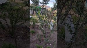 облепиха..прививки