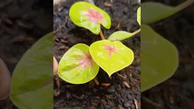 Perkembangan Caladium Lemon Blush #caladium #caladiumlemonblush #keladi