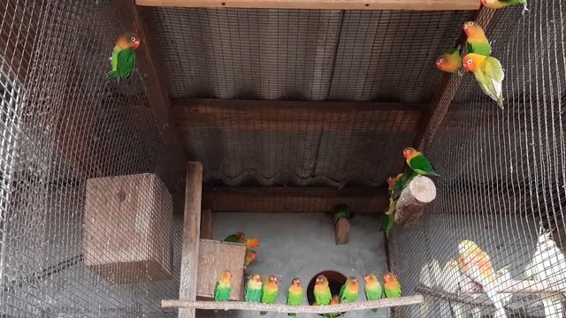 Неразлучники маска и фишера. смотреть онлайн