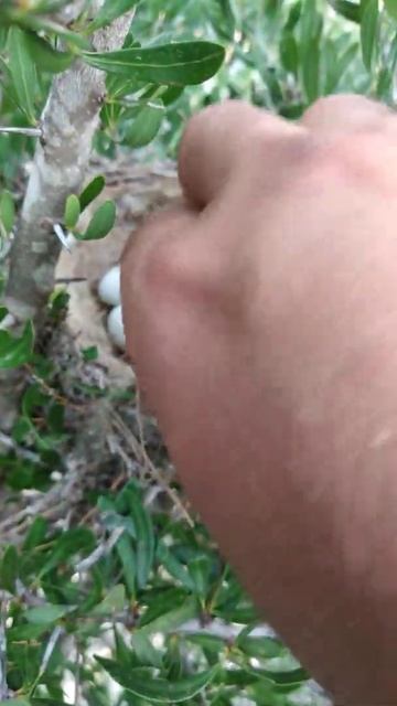 وأخيرا وصلت لعش الطائر العنيد ولامست بيضه🐦😁 смотреть онлайн