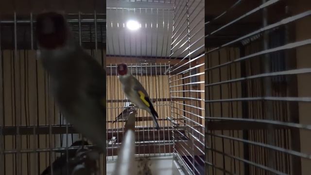 Седоголовый шеголь смотреть онлайн