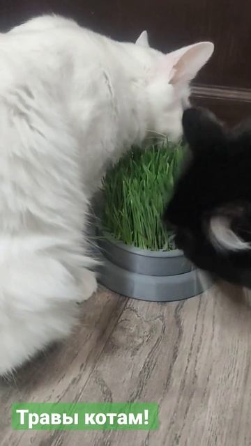 Травка котикам🌿 Проращиватель зелени🌱 смотреть онлайн