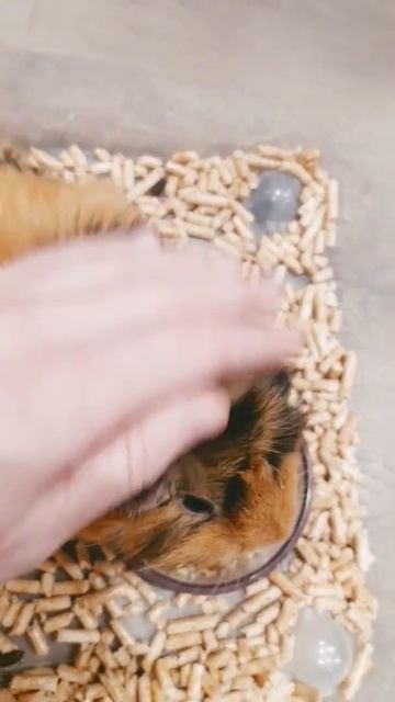 Морская свинка Эмма 🐾🐾 смотреть онлайн