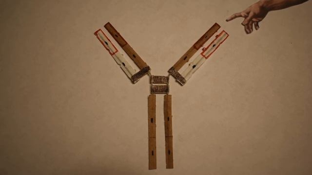 Antibody - Immunoglobulin G (IgG) - Basic Structure смотреть онлайн