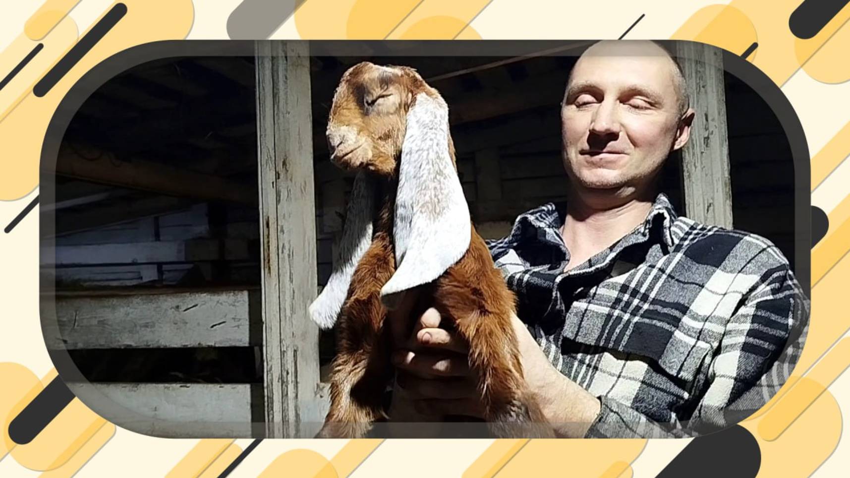 КОЗЛЯТА РАЗЛЕТЕЛИСЬ КАК ГОРЯЧИЕ ПИРОЖКИ🐐🐐🐐🐐🐐