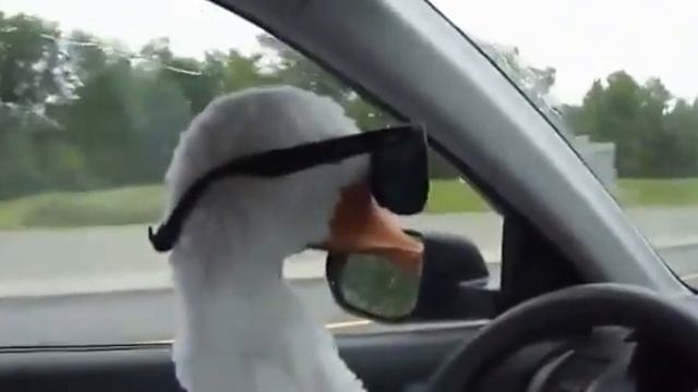 Гусь - угонщик смотреть онлайн