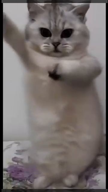 1000031858.mp4 смотреть онлайн