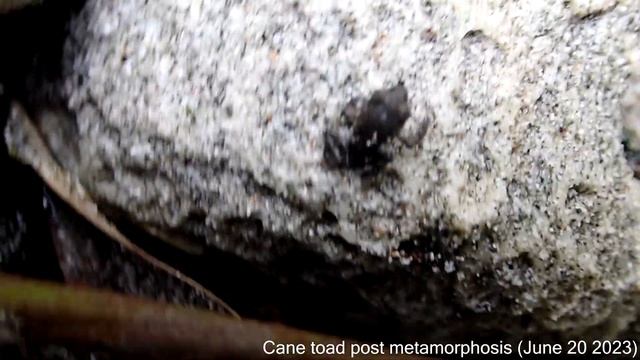 Cane toad (Rhinella marina): tadpoles and adult frogs смотреть онлайн