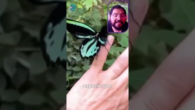 Mariposa Ornithoptera Alexandrae #curiosidades #aprendeencasa #conocimiento