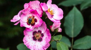 Роза Персиан Доун Цветение Гибрид Гультемии Персидской