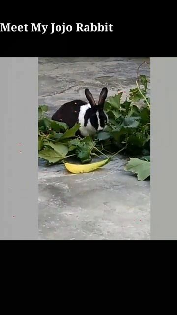 Meet My #Jojo Rabbit смотреть онлайн