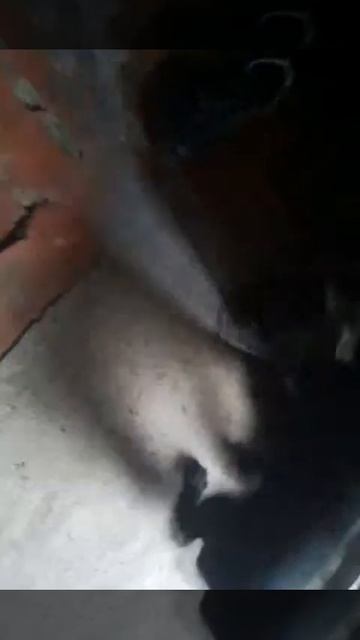 Поездка к Брату Черной Лори! Англиский Кокер Спаниель 2 серия смотреть онлайн