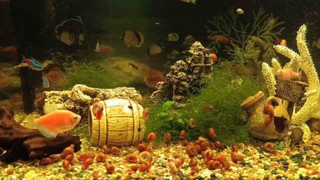 Таймлапс аквариума с рыбками и улитками смотреть онлайн