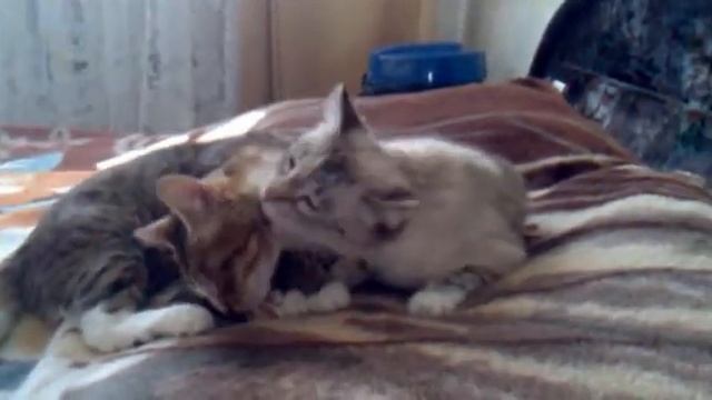 кошачья любовь.mp4 смотреть онлайн