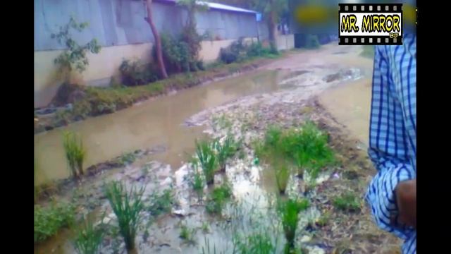 কাঁদার কারণে রাস্তায় ধান গাছ রোপন | Bangla Funny Video |