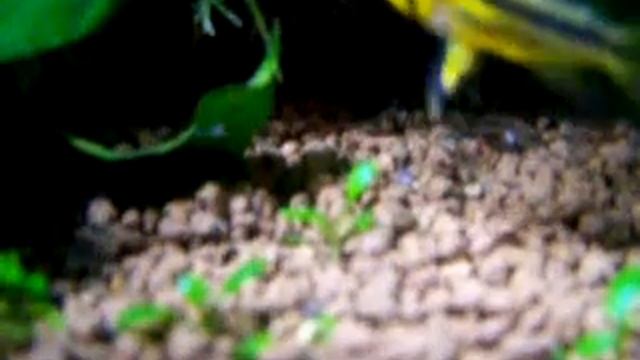 Apistogramma смотреть онлайн