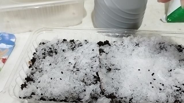 Посев лука Чернушки на снег. смотреть онлайн