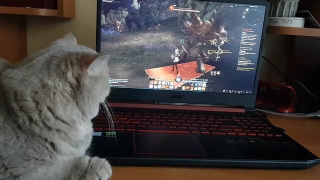 How to play online games with a cat 😂 Как играть в онлайн игры с кошкой смотреть онлайн