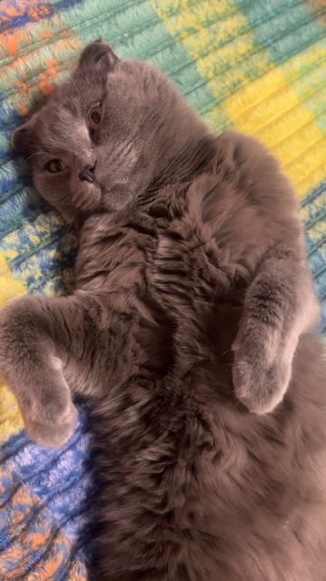 🔴КОТ СМОКИ🔴 смотреть онлайн