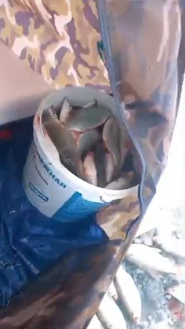 Ведро уже полное ! #рыбалка #алматы #капчагай #конаев #вобла #лед смотреть онлайн