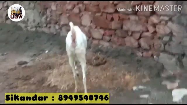 sojat female (tar gulabi bakri) 2 daat 34,35 inch height S.K goat farm pipad SIKANDER: 8949540746 смотреть онлайн