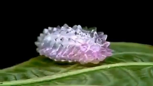 Estas larvas u orugas son conocidas como orugas de cristal. смотреть онлайн