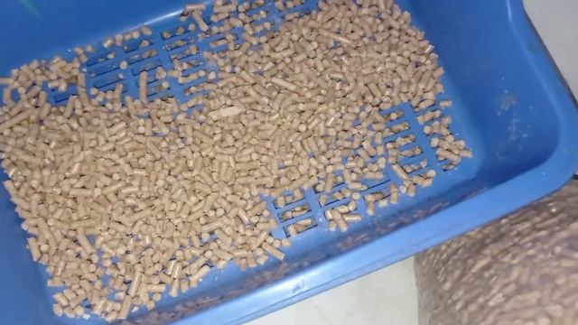 #catfamily #animall #котики #наполнитель смотреть онлайн