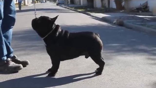 Multi Bis.Biss Gangsta Slaviero Bull смотреть онлайн