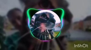 котик сильно мяукает под жосткий фонк
