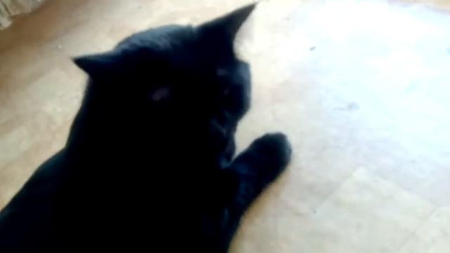 Ероина Оп|Кошачий клип смотреть онлайн