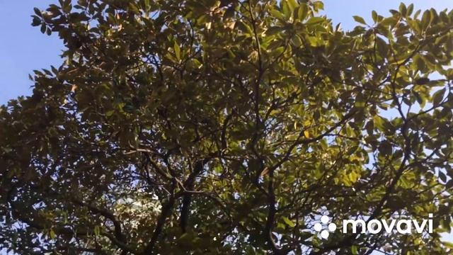 ПРОЩАЕМСЯ С г.СОЧИ 🌴ЛЕТИМ ДОМОЙ❄️ смотреть онлайн