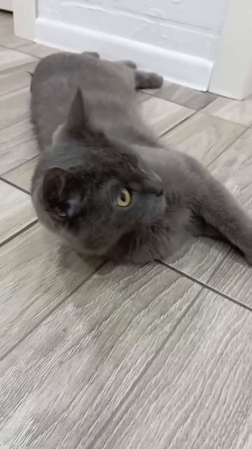 Звезда устала смотреть онлайн