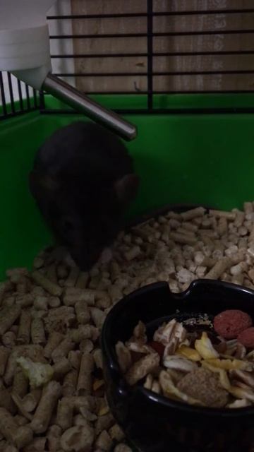 Крыса чихает смотреть онлайн