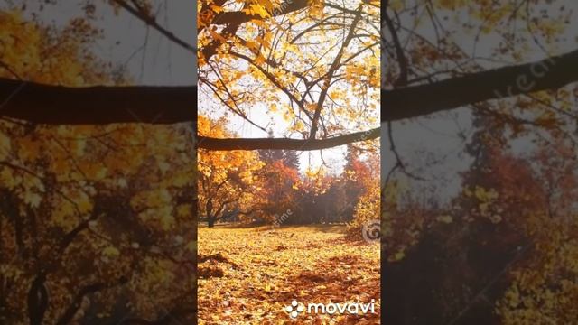 чиройли кузги манзарали дарахтлар !!!!👈👍 смотреть онлайн