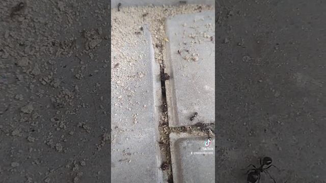 Битва муравьев смотреть онлайн