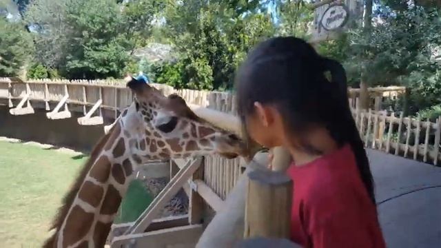 Fort Worth Zoo giraffes смотреть онлайн
