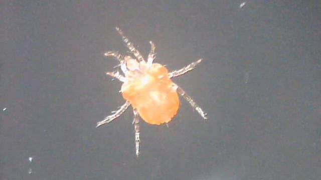 Parasitic mite moves 2 смотреть онлайн