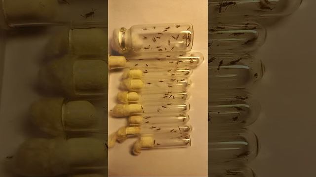 Як Знайти Комах в Плодах Шипшини? Збери і Зроби Відкриття! Для Натуралистів За Кордоном. Megastigmu смотреть онлайн