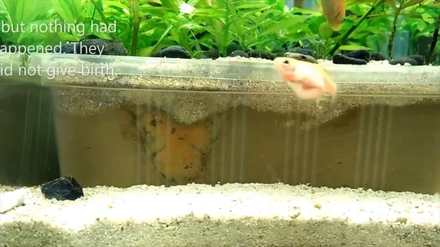 Parasite: Worm eats the internal organs of Pink Zebra Danio fish I How to treat? смотреть онлайн