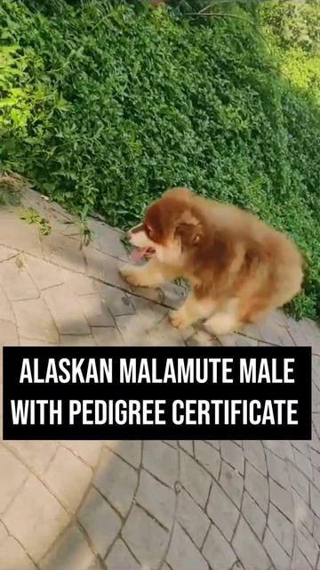Alaskan Malamute Dog |Super Giant Size | Direct Import🥰 смотреть онлайн