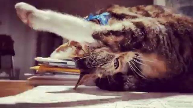 ABBY TABBY THE CAT HAMMING UP THE CLEANING FOR THE CAMERA (8/19/2019) смотреть онлайн