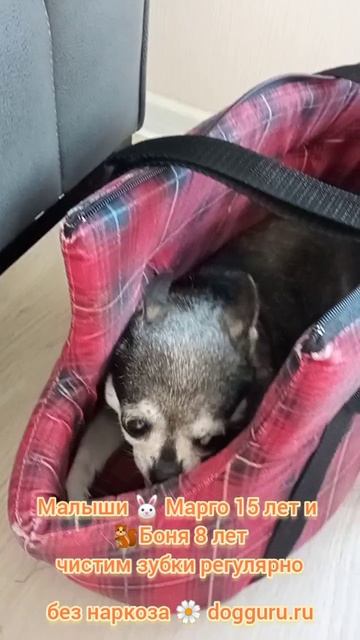 Чистка зубов собакам, 🧚♀️Малыши 🐰 Марго 15 лет и 🐿Боня 8 лет, чистим зубки регулярно