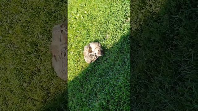 Кошачьи игры. Бои без правил смотреть онлайн