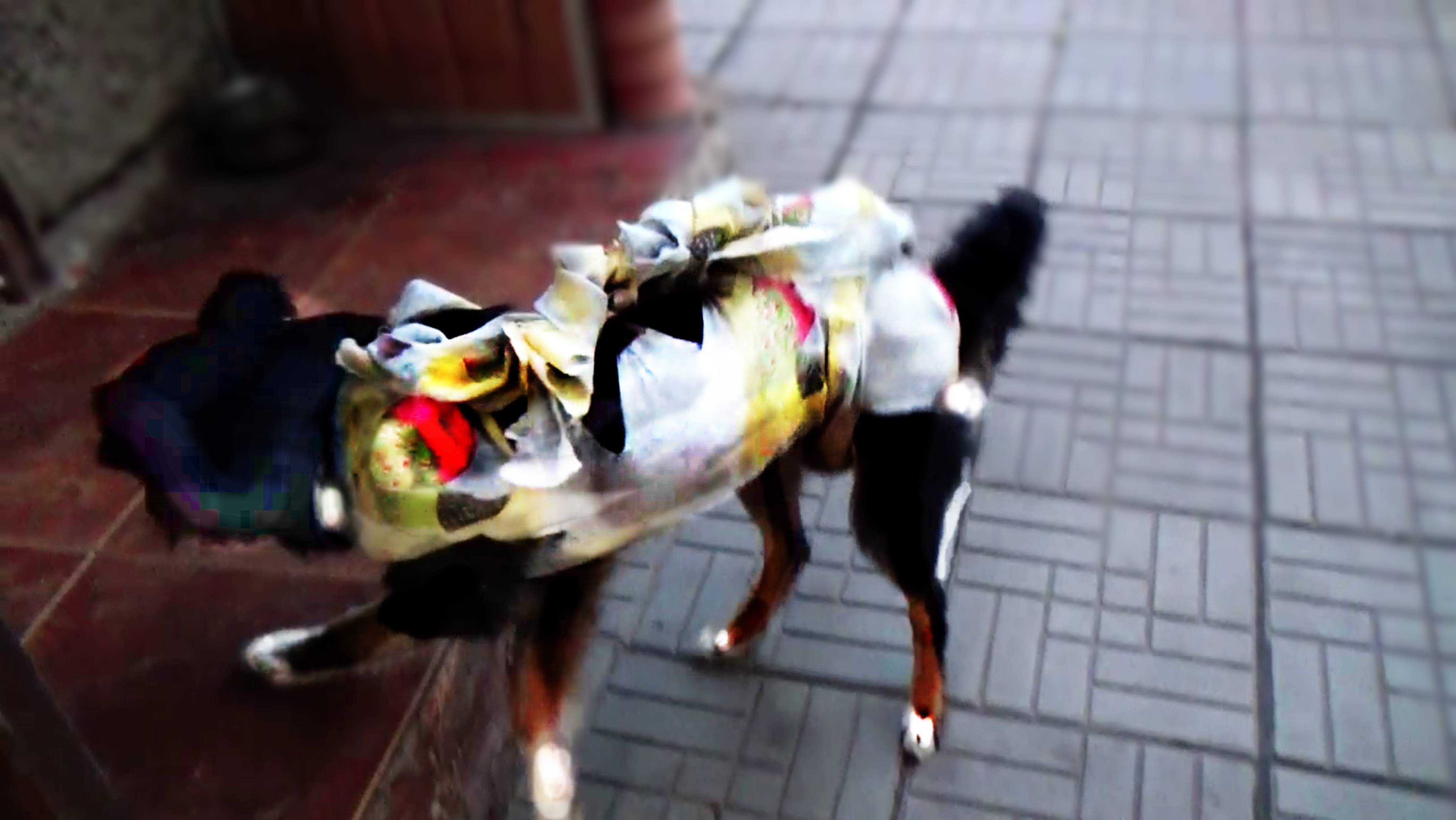 🐕🐾Собачья жизнь.Наш верный друг-прости нас . 🐕 смотреть онлайн