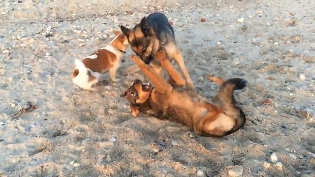 ЛЮБОВЬ СОБАК 🍅 МОРСКОЙ ПЛЯЖ | Love dogs 🍅 Seaside смотреть онлайн